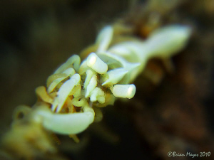 Whip Coral Shrimp (Dasycaris zanzibarica) by Brian Mayes 